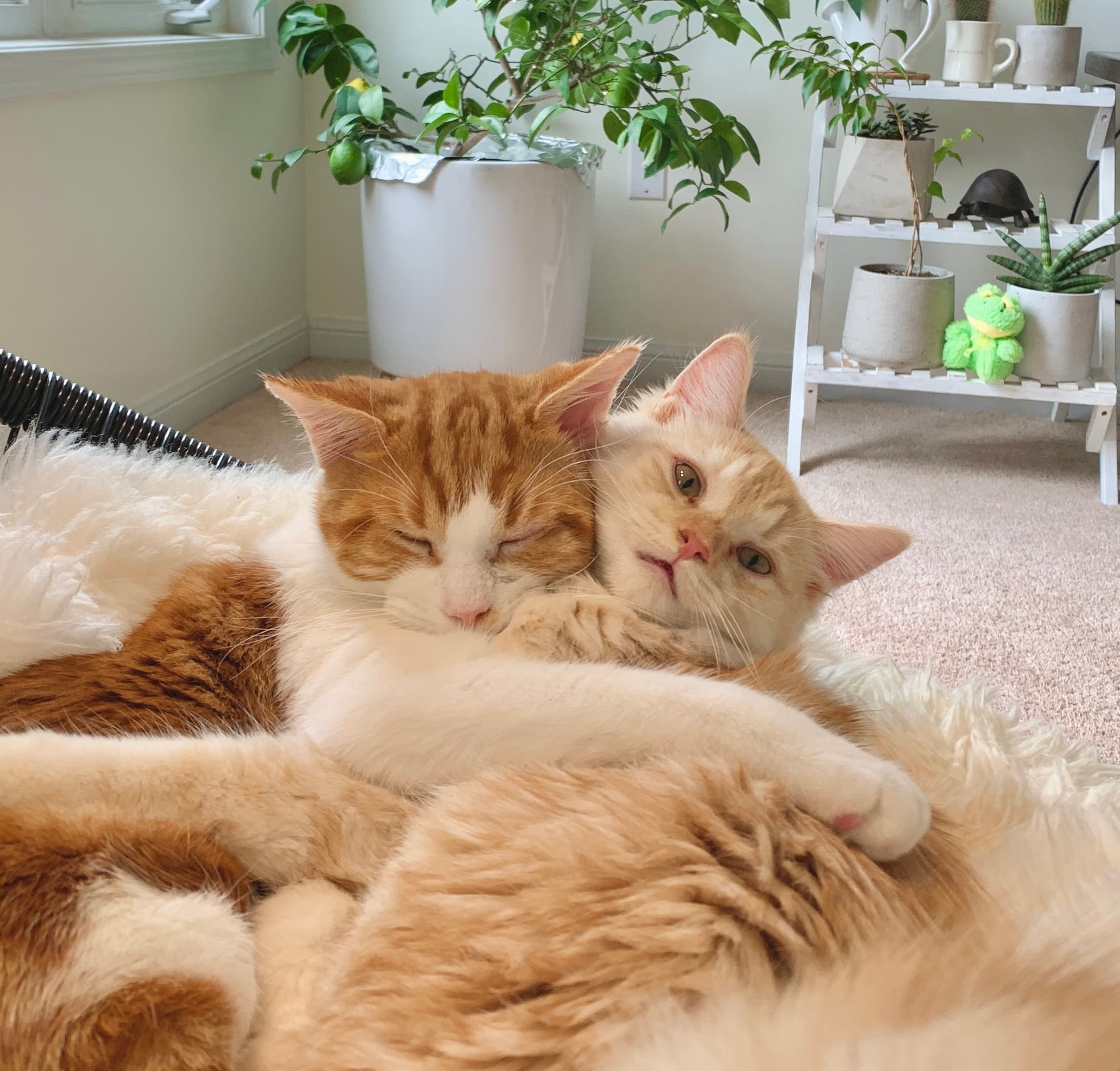 picture of two cats