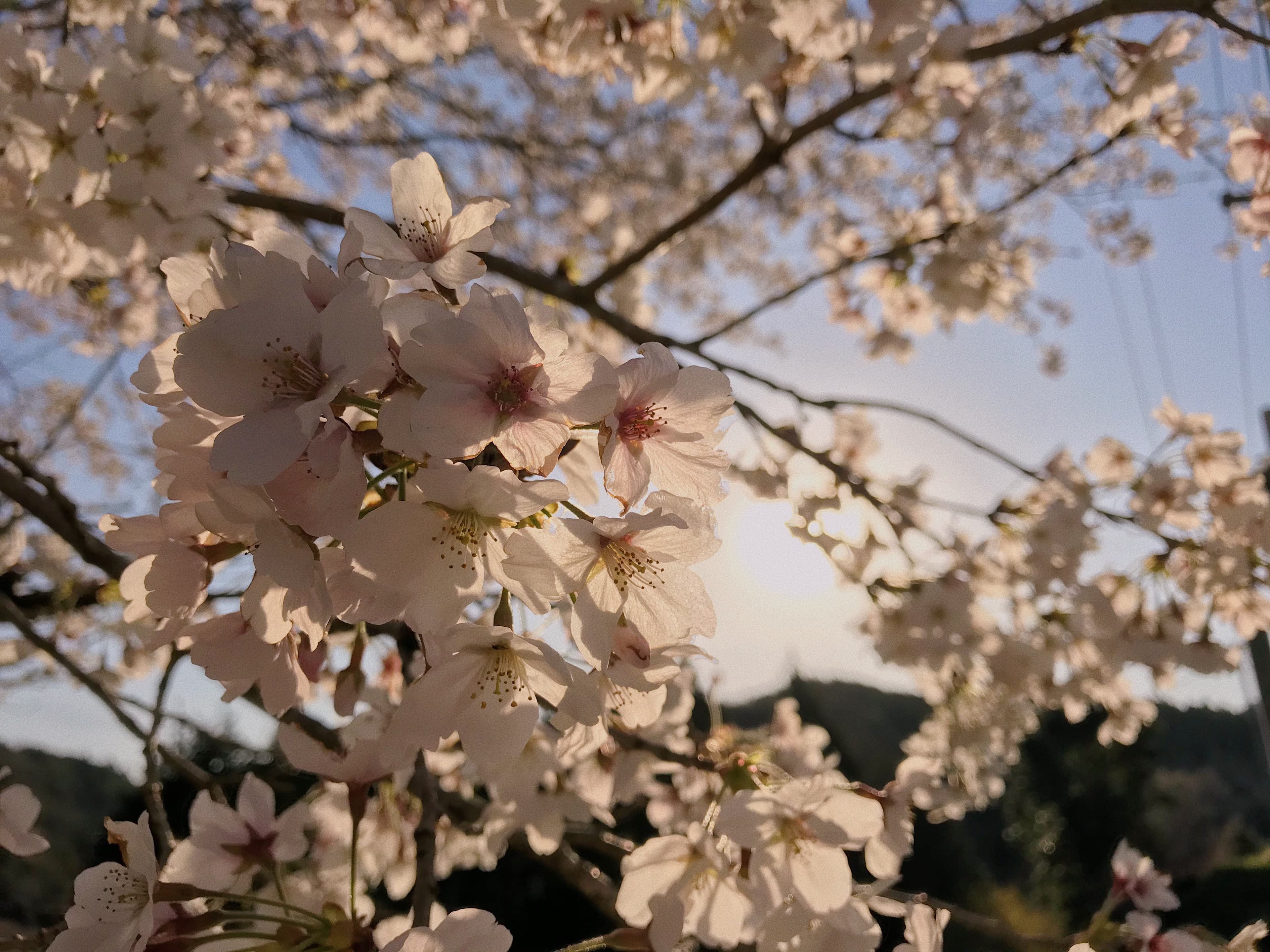 sakura